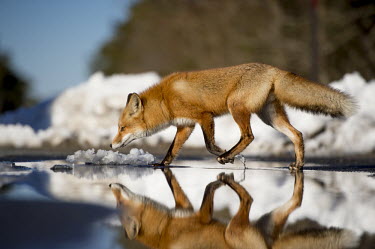 A red fox walks through a shallow puddle on a sunny day blue,Island Beach State Park,cold,fox,fur,orange,red fox,reflection,snow,walking,water,white,winter,Red fox,Vulpes vulpes,Chordates,Chordata,Mammalia,Mammals,Carnivores,Carnivora,Dog, Coyote, Wolf, Fo