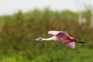 A roseate spoonbill glides in to land in front of a green background in soft overcast lighting spoonbill,bird,birds,Roseate Spoonbill,feet,flight,flying,gliding,grey,green,legs,pink,soft light,white,wings,Roseate spoonbill,Platalea ajaja,Threskiornithidae,Ibises, Spoonbills,Aves,Birds,Ciconiifo
