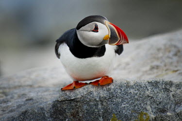 An Atlantic puffin stands on the edge of a rock looking curiously around in soft overcast light Atlantic puffin,puffin,puffins,birds,bird,seabird,seabirds,bill,close,colourful,cute,funny,goofy,grey,orange,red,rock,rocks,stone,white,Puffin,Fratercula arctica,Ciconiiformes,Herons Ibises Storks and