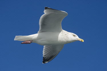 A great black-backed gull flies in front of a blue sky on a bright sunny day blue,blue Sky,Great Black-backed Gull,Pelagic,bright,flying,pink,sunny,white,wings,Great black-backed gull,Larus marinus,Aves,Birds,Chordates,Chordata,Charadriiformes,Shorebirds and Terns,Ciconiiforme