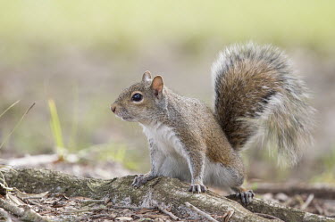 A grey squirrel stands on the ground with its tail up in soft light brown,cute,ears,fur,furry,grey,gray squirrel,green,standing,tail,tame,white,Grey squirrel,Sciurus carolinensis,Rodents,Rodentia,Squirrels, Chipmunks, Marmots, Prairie Dogs,Sciuridae,Chordates,Chordata