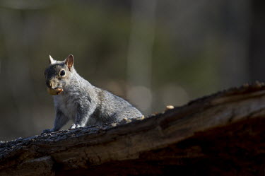 A grey squirrel stands on a fallen tree while holding an acorn in a spotlight of sun acorn,brown,fur,furry,grey,gray squirrel,sunny,Grey squirrel,Sciurus carolinensis,Rodents,Rodentia,Squirrels, Chipmunks, Marmots, Prairie Dogs,Sciuridae,Chordates,Chordata,Mammalia,Mammals,Gray squirr