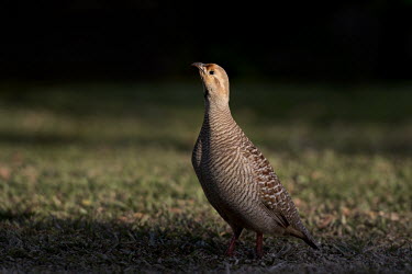 A grey francolin stands tall with its head up in bright sunlight with a dark black background Gray Francolin,Hawaii,Maui,brown,grass,green,ground,spotlight,sunlight,sunny,tan,Grey francolin,Francolinus pondicerianus,Gallinaeous Birds,Galliformes,Phasianidae,Grouse, Partridges, Pheasants, Quail