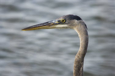 A close up portrait of a great blue heron showing off its impressive bill in soft sunlight blue,heron,bird,birds,wader,Portrait,bill,close,eye,grey,orange,soft light,texture,water,white,Great blue heron,Ardea herodias,Aves,Birds,Chordates,Chordata,Ciconiiformes,Herons Ibises Storks and Vult