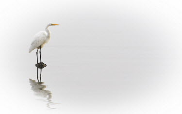 A great egret stands on a rock in calm shallow water with a reflection and a solid white background egret,bird,birds,wader,bright,high key,reflection,rock,soft light,standing,water,white,Great egret,Casmerodius albus,Ciconiiformes,Herons Ibises Storks and Vultures,Herons, Bitterns,Ardeidae,Chordates