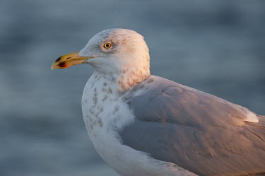 A herring gull stands in the first rays of sun in the morning in front of a water background blue,Herring Gull,Portrait,bill,close,early,eye,feathers,glow,grey,morning,orange,smooth background,soft light,white,Herring gull,BIRDS,Blue,animal,black,gray,nature,wildlife,yellow