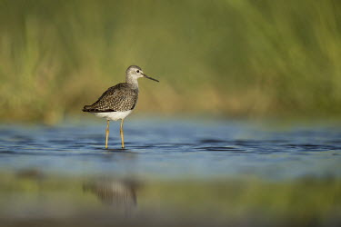 A greater yellowlegs wades in the shallow water in search of food on a bright sunny morning blue,Animalia,Chordata,Aves,Charadriiformes,Scolopacidae,Tringa melanoleuca,bird,birds,sandpiper,bright,brown,green,morning,reflection,shallow,sunny,wading,water,water level,white,Greater yellowlegs,B