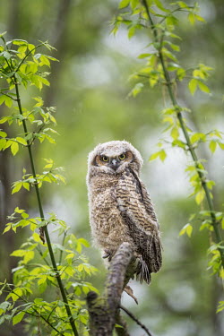 A cute great-horned owlet perched on a branch in the rain in the lush spring green forest owls,young,chick,chicks,bird,birds,bird of prey,Owlet,Owls,brown,eyes,feathers,fluffy,fresh,green,lush,overcast,perched,rain,raining,soft light,spring,wet,Great horned owl,Bubo virginianus,Chordates,C