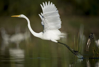 A bright white great egret takes off out of the shallow water egret,bird,birds,wader,action,bright,feathers,flying,grass,green,legs,neck,splash,sunny,take off,water,water level,white,wings,Great egret,Casmerodius albus,Ciconiiformes,Herons Ibises Storks and Vult