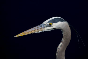 A close up portrait of a great blue heron on a bright sunny day against a solid black background blue,heron,bird,birds,wader,bill,black background,close,detail,dramatic,eye,grey,head,low key,neck,orange,sunny,texture,white,Great blue heron,Ardea herodias,Aves,Birds,Chordates,Chordata,Ciconiiforme