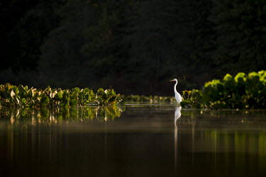A great egret searches for food in the shallow water surrounded by green water plants egret,bird,birds,wader,backlight,dramatic,green,morning,reflection,scenic,sunny,water level,water plants,white,Great egret,Casmerodius albus,Ciconiiformes,Herons Ibises Storks and Vultures,Herons, Bit