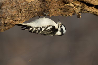 A downy woodpecker hangs upside down on a tree as it searches for food woodpecker,brown,clinging,hanging,pecking,sunlight,tree,upside-down,white,wood,bird,birds,Downy woodpecker,Picoides pubescens,Aves,Birds,Piciformes,Woodpeckers and Flicker,Picidae,Woodpeckers,Chordate