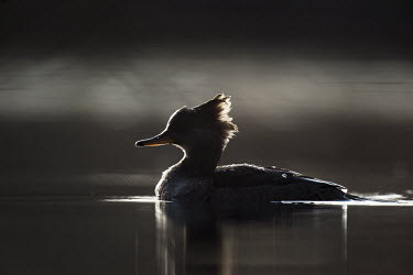 A female hooded merganser swims by showing off her silhouette with a glow from the soft sun against a darker background Hooded Merganser,Silhouette,Waterfowl,backlight,brown,drama,dramatic,duck,female,glow,hen,reflection,water level,white,BIRDS,animal,black,low angle,wildlife