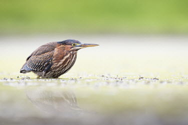 A green heron stalks prey in the calm shallow water  The bird's reflection is slightly visible in the water Green Heron,brown,early,green,morning,mud,reflection,water level,white,Butorides virescens,Green heron,Chordates,Chordata,Herons, Bitterns,Ardeidae,Ciconiiformes,Herons Ibises Storks and Vultures,Aves