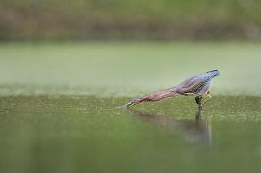 A green heron strikes out at prey in a small pond with the surface of the water reflecting green brown,green,perched,reflection,stick,stretch,strike,water level,white,Green heron,Butorides virescens,Chordates,Chordata,Herons, Bitterns,Ardeidae,Ciconiiformes,Herons Ibises Storks and Vultures,Aves,