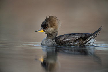 A female hooded merganser floats on a calm pond in the soft afternoon sunlight Hooded Merganser,Waterfowl,brown,close,duck,female,floating,hen,orange,reflection,soft light,sunny,swimming,water,water level,winter,BIRDS,animal,low angle,wildlife