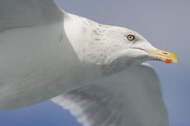 A close portrait of a flying herring gull on a sunny day Herring Gull,Pelagic,Portrait,close,eye,flying,red,sunny,white,wings,BIRDS,animal,beak,delaware,nature,wildlife,yellow