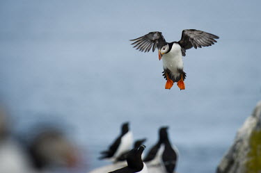 An Atlantic puffin comes in to land with its wings spread and big orange feet down among a group of razorbills Atlantic puffin,puffin,puffins,birds,bird,seabird,seabirds,blue,Razorbill,action,bill,colourful,cute,feathers,feet,flying,funny,goofy,grey,landing,ocean,orange,red,rocks,stone,water,white,wings,Puffin