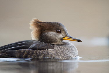 A female hooded merganser swims on a calm pond in soft afternoon sunlight on a winter day Hooded Merganser,Portrait,Waterfowl,brown,close,duck,female,floating,hen,orange,reflection,soft light,swimming,water,water drop,water level,winter,BIRDS,animal,low angle,wildlife