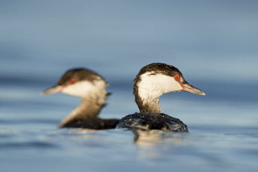 A pair of horned grebes swim in the bright blue water on a sunny day blue,GREBES,Horned Grebe,eye,pair,red,sunlight,sunny,swimming,water level,white,Horned grebe,Podiceps auritus,Grebes,Podicipediformes,Ciconiiformes,Herons Ibises Storks and Vultures,Aves,Birds,Podicip
