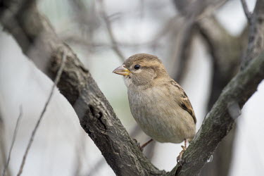 A close portrait of a female house Sparrow perched in the split of a tree branch House Sparrow,adorable,brown,claw,close,cute,eye,female,grey,perch,perched,small,tiny,white,woods,Passer domesticus,House sparrow,Ploceidae,Weavers,Aves,Birds,Old World Sparrows,Passeridae,Perching Bi