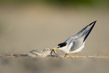 An adult least tern feeds its chick a sand Eel on the beach in the early morning sunlight least tern,tern,terns,adult,baby,beach,brown,chick,eating,feeding,fish,grey,green,hungry,parent,sand,sand eel,white,Sternula antillarum,BIRDS,Least Tern,animal,black,gray,ground level,low angle,wildli