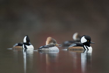 A small group of male and female hooded mergansers float lazily on a pond on an overcast morning Hooded Merganser,Waterfowl,brown,calm,drake,duck,elegant,female,handsome,male,morning,overcast,reflection,soft light,striking,water,water level,white,BIRDS,animal,black,low angle,wildlife