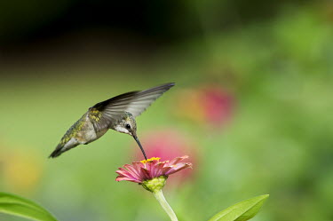 A female ruby-throated hummingbird feeds on a Zinnia flower in front of a smooth green background hummingbird,Ruby-throated hummingbird,bird,birds,bright,colourful,fast,feeding,female,flying,green,hovering,motion,movement,pink,sunny,wings,zinnia,Archilochus colubris,Hummingbirds,Trochilidae,Aves,B