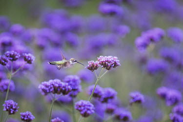 A ruby-throated hummingbird hovers in front of a bright purple flower in a garden filled with flowers hummingbird,Ruby-throated hummingbird,bird,birds,action,flower,flowers,flying,garden,green,hovering,motion blur,overcast,purple,soft light,white,wings,Archilochus colubris,Hummingbirds,Trochilidae,Ave
