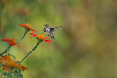 A ruby-throated hummingbird feeds on a bright orange flower in the soft morning light hummingbird,Ruby-throated hummingbird,bird,birds,feeding,flower,flying,green,hovering,motion blur,orange,soft light,white,wings,Archilochus colubris,Hummingbirds,Trochilidae,Aves,Birds,Apodiformes,Swi