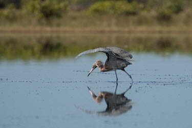 A reddish Egret holds its wings out while wading in shallow water searching for fish blue,Reddish Egret,bright,brown,calm,fishing,grey,green,reflection,sunny,water,water level,wings,Reddish egret,Egretta rufescens,Chordates,Chordata,Herons, Bitterns,Ardeidae,Aves,Birds,Ciconiiformes,H