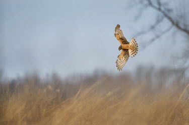 A female Northern harrier flares her wings and tail as she dives into a field of tall grass after prey blue Sky,Marsh Hawk,harrier,bird of prey,raptor,hawk,action,brown,feathers,female,field,flying,grass,pattern,soft light,tail,tree,wings,winter,Northern harrier,Circus cyaneus,Accipitridae,Hawks, Eagle