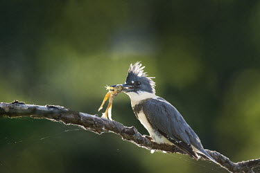 A belted kingfisher perches on a branch with a freshly caught frog in its bill with the bright sun back lighting it Belted kingfisher,kingfisher,bird,birds,backlight,branches,dramatic,eating,feeding,frog,green,morning,perched,sunny,white,Megaceryle alcyon,Chordates,Chordata,Aves,Birds,Coraciiformes,Rollers Kingfish