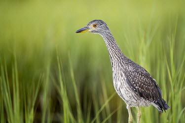 A juvenile yellow-crowned Night heron searches for food in the shallow water brown,grass,green,juvenile,orange,shade,soft light,white,heron,bird,birds,Yellow-crowned night-heron,Nyctanassa violacea,Yellow-crowned Night-Heron,Aves,Birds,Chordates,Chordata,Ciconiiformes,Herons I