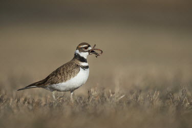 A killdeer stands in a brown grassy field with a large worm wrapped around its bill just before eating it Killdeer,PLOVERS,brown,eating,feeding,field,grass,orange,sunny,white,winter,worm,Charadrius vociferus,Charadriidae,Lapwings, Plovers,Aves,Birds,Chordates,Chordata,Ciconiiformes,Herons Ibises Storks an