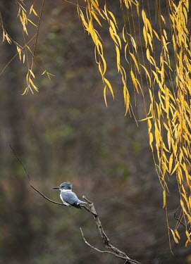 A belted kingfisher perches on a dead branch with a curtain of bright yellow Willow leaves hanging above it Belted kingfisher,kingfisher,bird,birds,autumn colours,fall colours,grey,leaves,male,overcast,perched,small,soft light,stick,white,willow,willow tree,Megaceryle alcyon,Chordates,Chordata,Aves,Birds,Co