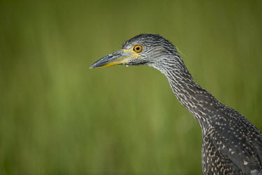 A juvenile yellow-crowned Night heron stretches its neck out on a sunny day in front of a bright green background Portrait,brown,green,orange,white,heron,bird,birds,Yellow-crowned night-heron,Nyctanassa violacea,Yellow-crowned Night-Heron,Aves,Birds,Chordates,Chordata,Ciconiiformes,Herons Ibises Storks and Vultur