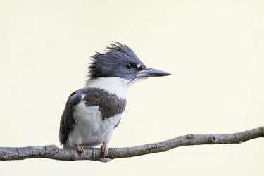 A belted kingfisher perches on a shaded branch in soft light with a bright, almost white background Belted kingfisher,kingfisher,bird,birds,bright,close,detail,feathers,grey,high key,light,perched,sitting,stick,sticks,white,white background,Megaceryle alcyon,Chordates,Chordata,Aves,Birds,Coraciiform