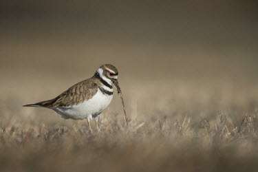 A killdeer pulls a worm from the ground on a sunny day in a field Killdeer,PLOVERS,action,brown,eating,feeding,field,grass,isolated,orange,pulling,smooth background,sunny,white,worm,Charadrius vociferus,Charadriidae,Lapwings, Plovers,Aves,Birds,Chordates,Chordata,Ci