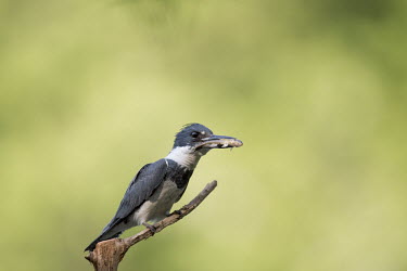 A belted kingfisher perches on a small branch with a fish in its bill on a sunny afternoon with a bright green background Belted kingfisher,kingfisher,bird,birds,brown,fish,green,perched,stick,sunny,white,Megaceryle alcyon,Chordates,Chordata,Aves,Birds,Coraciiformes,Rollers Kingfishers and Allies,Alcedinidae,Kingfishers,
