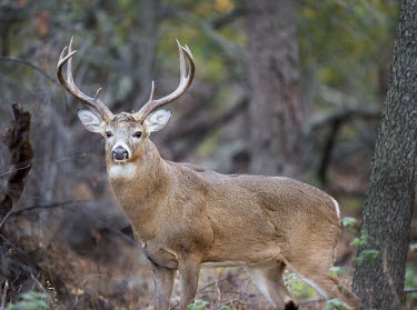 A large whitetail buck deer stands in the forest during the rut antlers,big,brown,buck,deer,early,fur,male,morning,trees,white,whitetail deer,woods,White-tailed deer,Odocoileus virginianus,Mammalia,Mammals,Even-toed Ungulates,Artiodactyla,Cervidae,Deer,Chordates,C