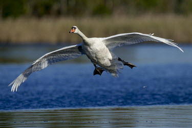 A mute swan glides in for a landing on bright blue water on a sunny day Ray Hennessy blue,Mute Swan,Waterfowl,big,swan,swans,bird,birds,duck,feathers,feet,flying,green,landing,large,morning,orange,water,water level,white,wings,Mute swan,Cygnus olor,Aves,Birds,Chordates,Chordata,Anseriformes,Ducks, Geese, Swans,Anatidae,Flying,Coastal,North America,Aquatic,Common,Australia,Wetlands,Animalia,Herbivorous,Asia,Cygnus,Streams and rivers,Terrestrial,Africa,Europe,olor,Estuary,Ponds and lakes,IUCN Red List,Least Concern,Animal,BIRDS,Blue,beak,bill,black,nature,wildlife