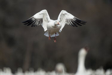 A snow goose flies in to land in a field filled with snow geese on an overcast winter day Snow goode,goose,geese,bird,birds,Waterfowl,action,duck,flying,orange,pink,white,wings,Snow goose,Chen caerulescens,Chordates,Chordata,Ducks, Geese, Swans,Anatidae,Anseriformes,Aves,Birds,Anser caerul