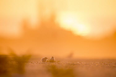 A pair of tiny and cute least tern chicks sit together on a sandy beach as the golden sun rises behind them least tern,tern,terns,baby,beach,chick,colourful,early,morning,orange,pink,red,sand,sunrise,white,Sternula antillarum,BIRDS,Least Tern,animal,baby animal,baby bird,backlight,black,colorful,ground leve