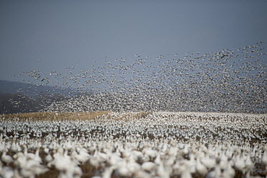 A large field covered in white snow Geese begins to take off against a blue overcast sky blue,Snow goode,goose,geese,bird,birds,Waterfowl,duck,field,flock,flying,group,landscape,many,overcast,scenic,white,wings,Snow geese,Chen caerulescens,Snow goose,Chordates,Chordata,Ducks, Geese, Swans