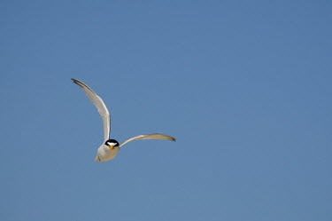 A least tern flies head on at the camera looking angry with a bright blue sky blue,blue Sky,least tern,tern,terns,angry,fast,flying,small,sunny,white,wings,Least tern,Sternula antillarum,BIRDS,Blue,Blue Sky,Least Tern,animal,bird,black,nature,wildlife,yellow