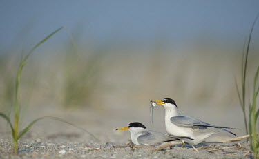 A pair of least terns perform a courtship ritual with a fish on the beach on a sunny morning blue Sky,least tern,tern,terns,beach,behaviour,brown,courtship,fish,grass,green,morning,sand,sunny,white,Least tern,Sternula antillarum,BIRDS,Blue Sky,Least Tern,animal,behavior,black,ground level,low