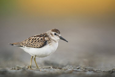 A least sandpiper stands in a muddy dried up puddle in soft morning light Least Sandpiper,sandpiper,brown,green,mud,soft light,walking,white,Semipalmated sandpiper,Calidris pusilla,Semipalmated Sandpiper,Charadriiformes,Shorebirds and Terns,Sandpipers, Phalaropes,Scolopacid