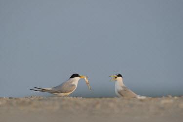 A pair of least terns perform a courtship ritual as the male shows off a fish to the female bird on a sandy beach least tern,tern,terns,beach,brown,courtship,fish,grey,sand,white,Sternula antillarum,BIRDS,Least Tern,animal,black,gray,low angle,wildlife,yellow