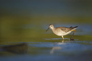 A lesser yellowlegs works its way through the shallow mud early one morning searching for food Lesser legs,bird,birds,wader,coastal,wetland,sandpiper,brown,early,leg,morning,mud,reflection,sun,sunny,water,white,Lesser yellowlegs,Tringa flavipes,Ciconiiformes,Herons Ibises Storks and Vultures,Ch